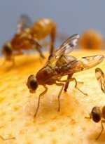 Control y erradicación de la mosca de la fruta