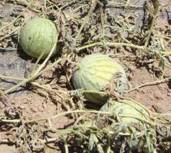 Marchitez en melón y sandãa