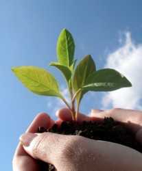 Guãa de fertilización