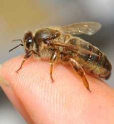 Protección ensalzada para las abejas