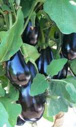 Producción de berenjena
