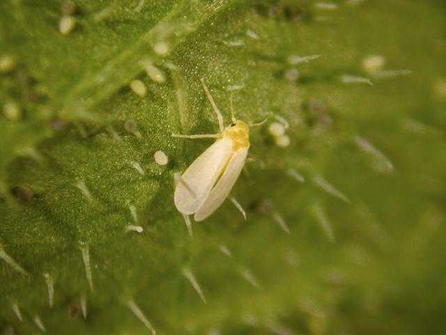 Manejo Y Control De Mosca Blanca En Tomate Hortalizas