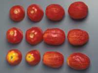 Nutrición adecuada para tomates
