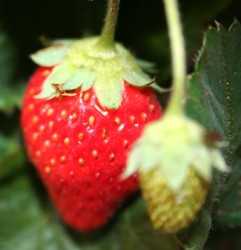 Cuida esas fresas