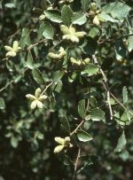 Nematicida orgánico