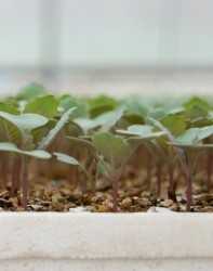 Aplicación foliar de hormonas