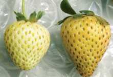 Bronceado en fresas