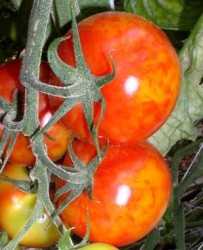 Tomates en contra del Virus del mosaico del pepino