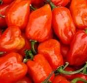 Habanero tres veces resistente