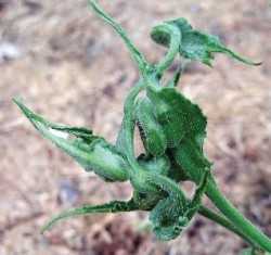 Distorsión en plantas de tomates