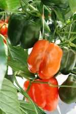 Pimientos bajo sombra