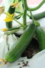 Cultivo de pepino persa