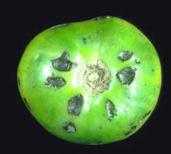 Recomendaciones para mantener la calidad poscosecha en tomate