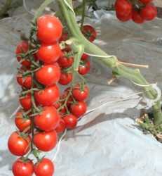 Sal para tus tomates