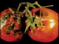 Basta ya con tomates podridos