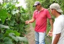 Apoyo a pequeños productores de vegetales orientales