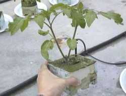 Manejo de plantas jóvenes