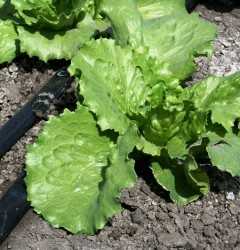 lechuga