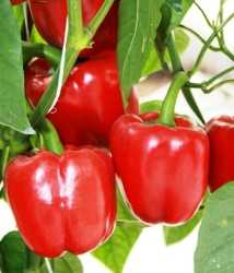 red_bell_pepper_GH