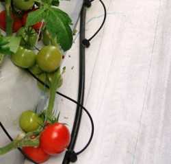 tomato_greenhouse