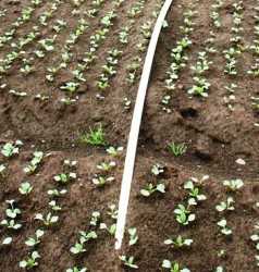 irrigation
