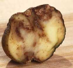 late_blight_potato