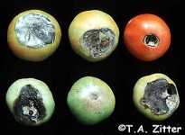Pudricion apical