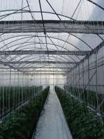 Cualidades de una cubierta excelente para invernaderos | Hortalizas