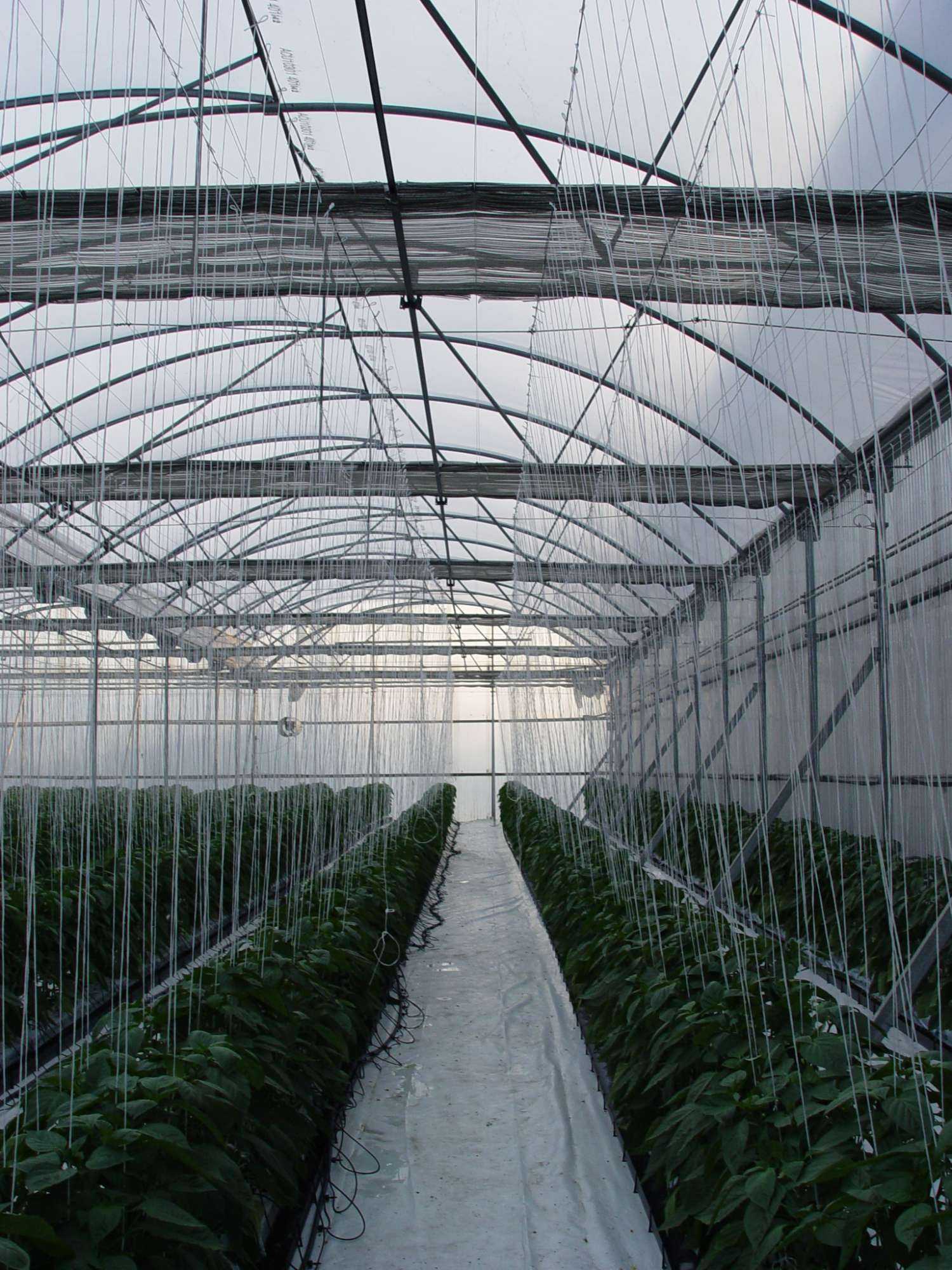 Cualidades de una cubierta excelente para invernaderos | Hortalizas