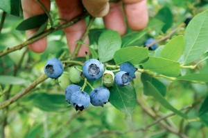 Un campo de arándanos bien mantenido tiene apariencia rojiza temprano en la temporada, debido a la gran cantidad de tallos de un año de edad, jóvenes, saludables y con frutos