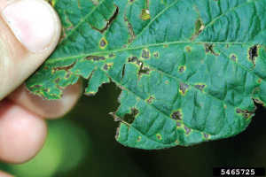 Aunque esta bacteria sobrevive y se multiplica sobre la superficie de yemas, corteza y tallo, no ocasiona daño hasta que penetra en el tejido. Foto por Gerald Holmes, Valent USA Corporation, Bugwood.org