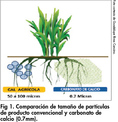 Utilización de calcio agrícola para mejorar acidez, alcalinidad y salinidad Hortalizas