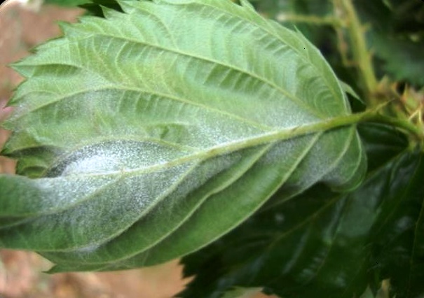 Fig. 1. Presencia de Cenicilla en lámina de hoja de zarzamora
