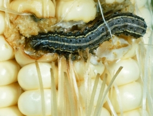 Una infestación no controlada del gusano cogollero puede ocasionar una reducción del rendimiento del 13 al 60% . Foto por Phil Sloderbeck, Kansas State University.