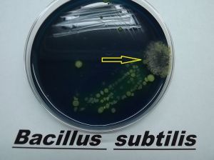 Crecimiento de las bacterias en un medio selectivo. La flecha indica la formación de endosporas, consideradas como estructuras de resistencia.