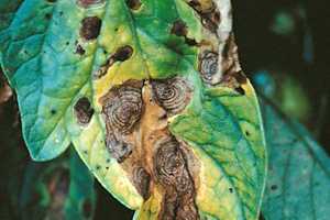 2.Fig. 2. Síntomas de enfermedad característicos causada por Alternaria solani, llamada comúnmente Tizón temprano.