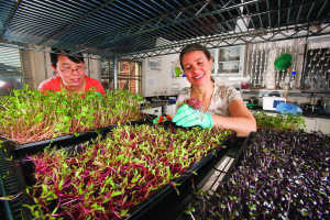 Los científicos de ARS analizaron los nutrientes esenciales en 25 variedades diferentes de brotes y encontraron que los brotes de col morada tienen las concentraciones más elevadas de vitamina C. Photo por ARS/USDA