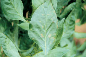 bactspotpepper2 for web
