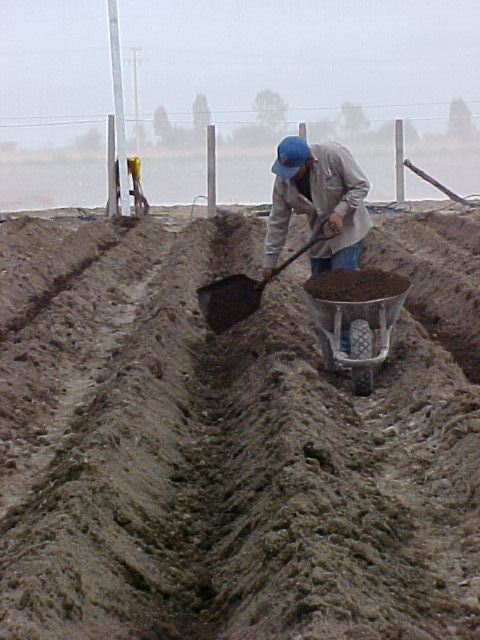 Figura 1. Aplicación de materia orgánica (estiércol de bovino) como fertilización de fondo.