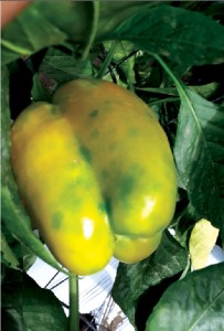 pimiento tswv