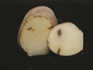 potato bruise figure 1