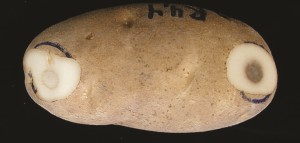 potato bruise figure 2