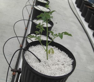 cultivo en perlita