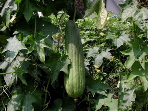 luffa