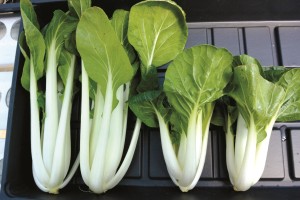 bok choy