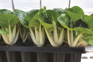 figura 1 bok choi