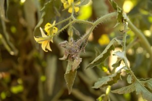 ToANV affected plant