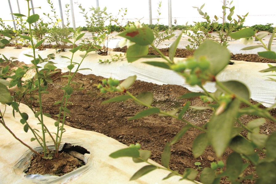 young blueberry plants in greenhouse