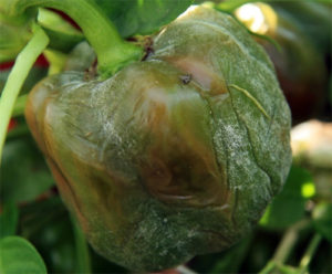 7-29-11 MARY hausbeck_michigan_state_pepper-Phytophthora--4