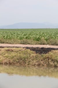 Agrícola El Provenir